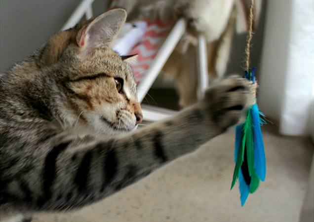 Cat playing with a cat wand.
